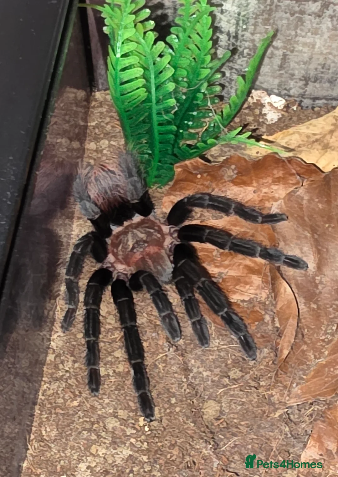 Tarantulas invertebrates for sale: Female Mexican Red Rump tarantula with full setup  - Advert 2