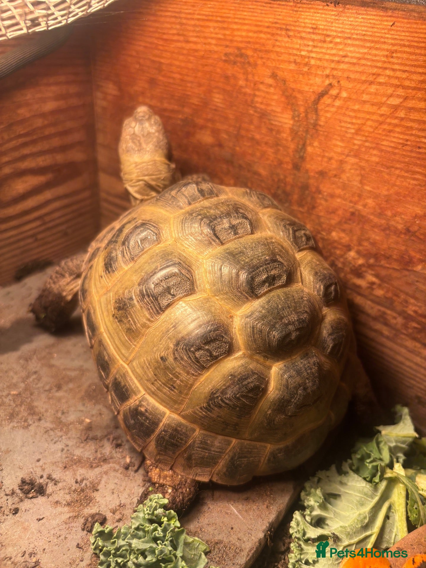 Tortoise reptiles Horsefield tortoise - Advert 1