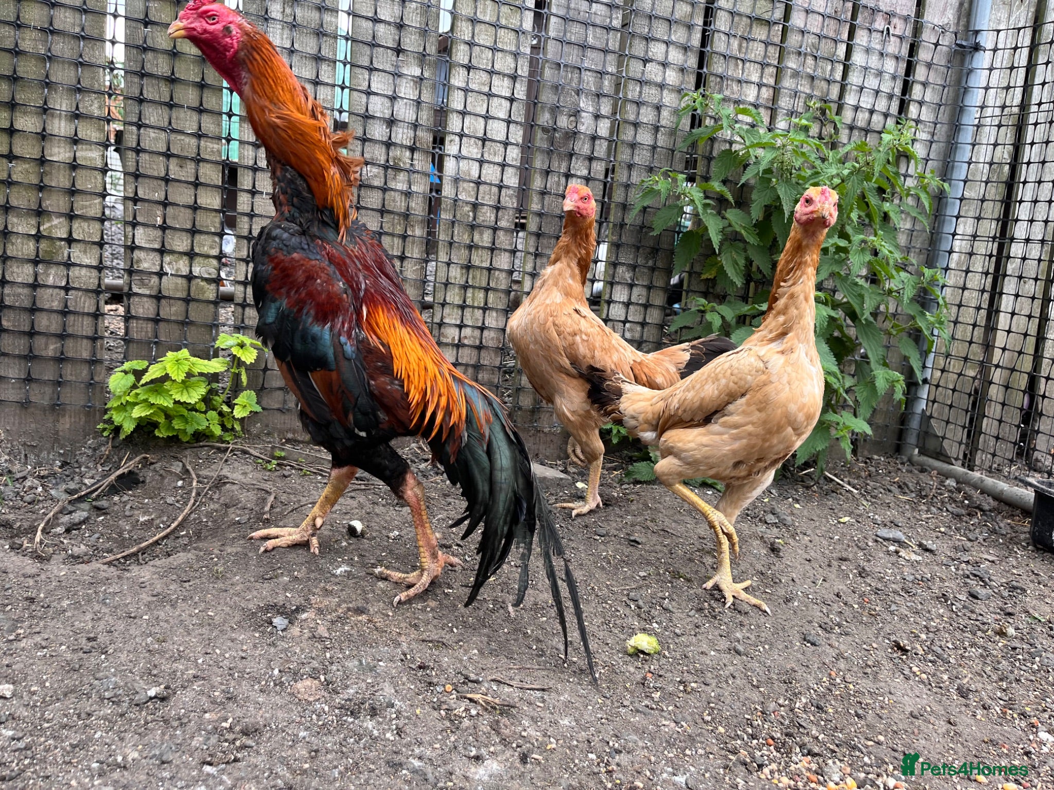 Chickens poultry Trio of shamo Stag & 2 Brazilian hens - Advert 8