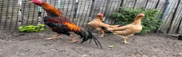 Chickens poultry for sale: Trio of shamo Stag & 2 Brazilian hens in Durham - Advert 1