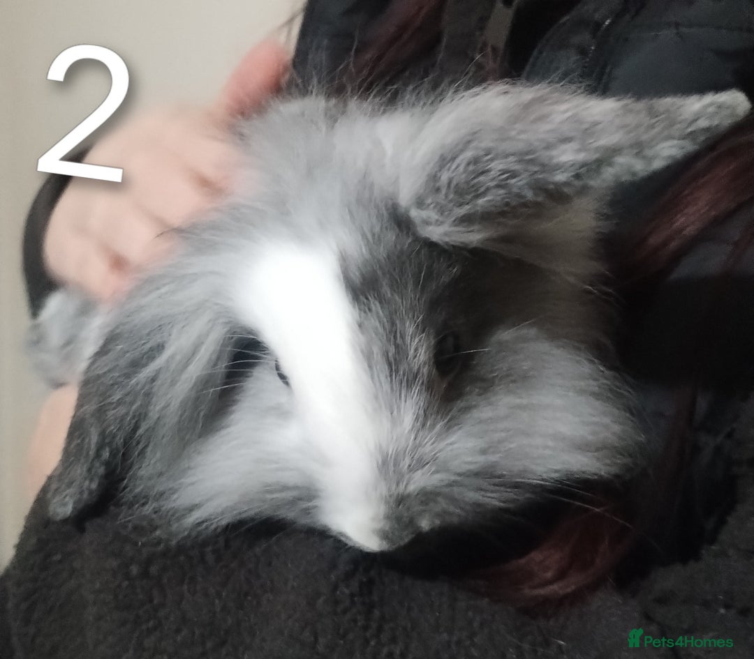 Lionhead rabbits for sale: 4 Female Lionhead available NOW - Advert 13