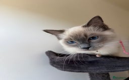 Ragdoll cats for sale: Ragdoll Kittens Looking for Their Forever Homes  - Image 23