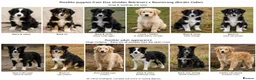 Mixed Breed dogs for sale: 🐾 Golden Retriever × Border Collie Puppies - Advert 5