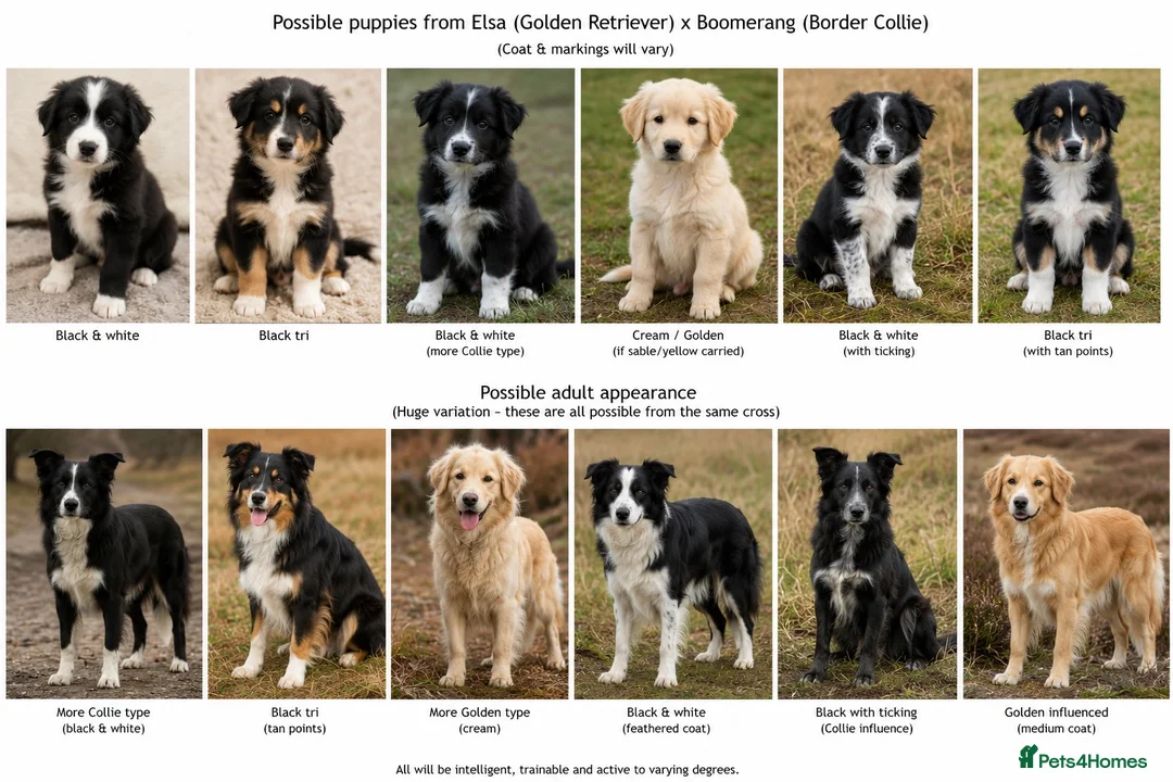 Mixed Breed dogs for sale: 🐾 Golden Retriever × Border Collie Puppies - Advert 5