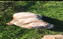 Miniature Dachshund dogs for stud:  BUMBO Miniature longhair dachshund stud - Image 5