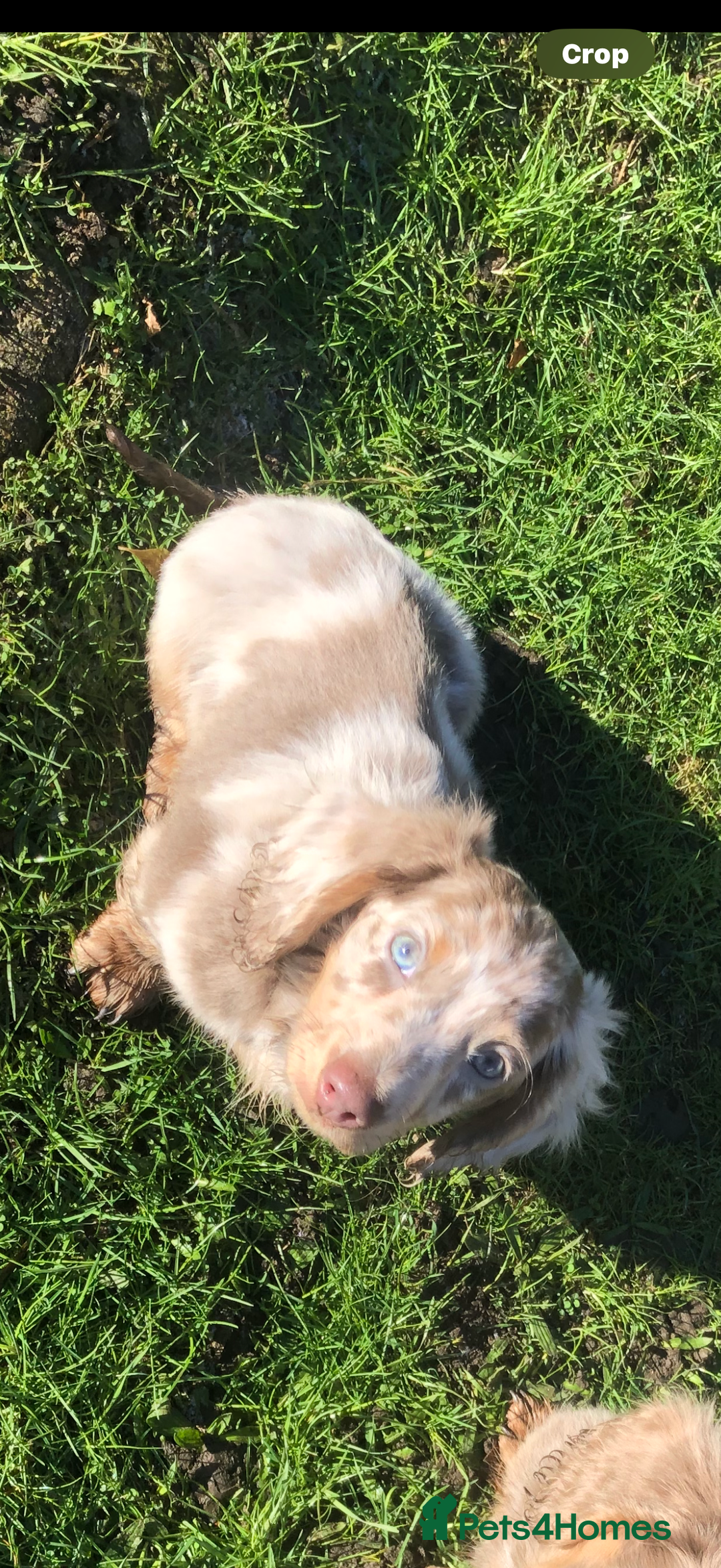 Miniature Dachshund dogs for stud:  BUMBO Miniature longhair dachshund stud - Image 5