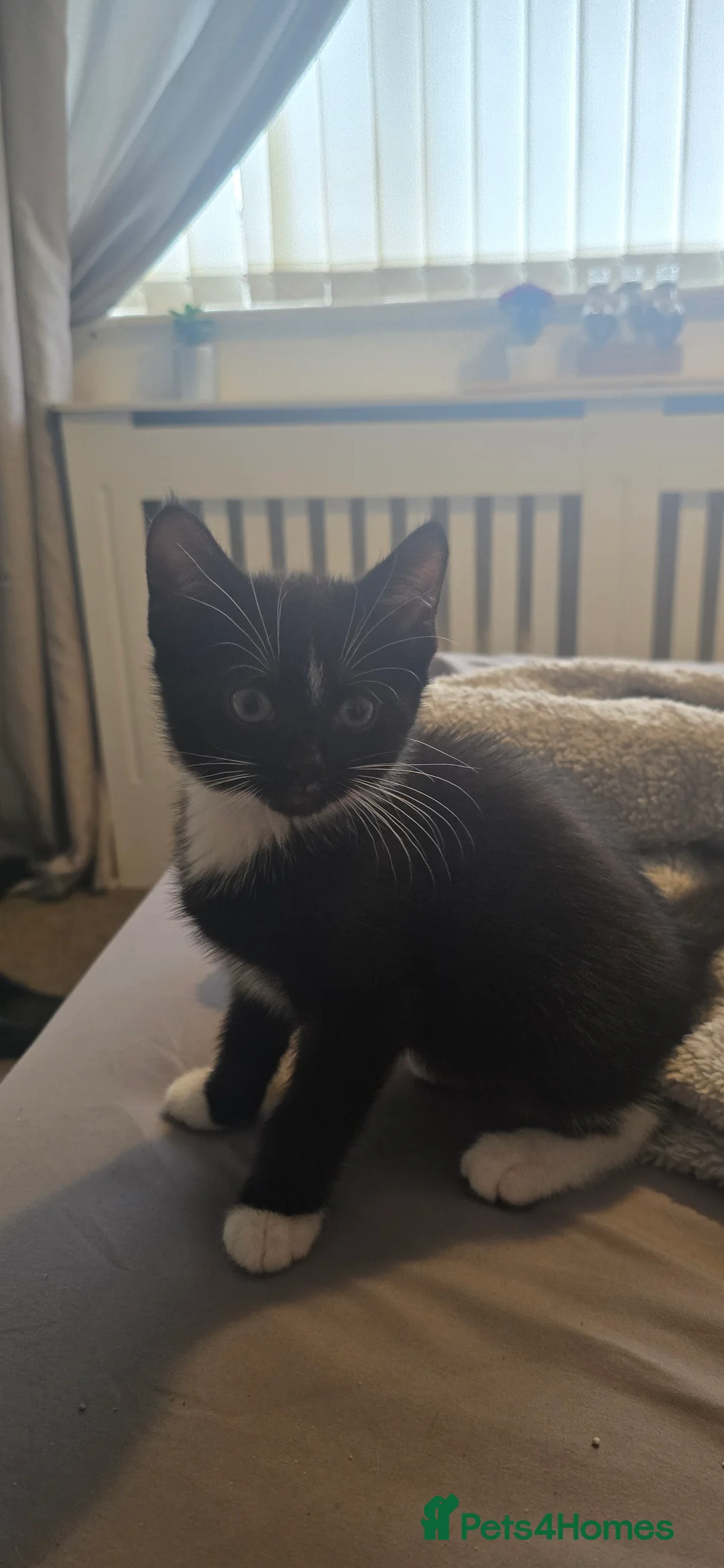 Mixed Breed cats for sale: 4 kittens for sale, 3 girls 1 boy - Advert 4