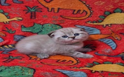 Scottish Fold cats for sale: Scottish Fold/Straight Kittens For Sale  - Image 16