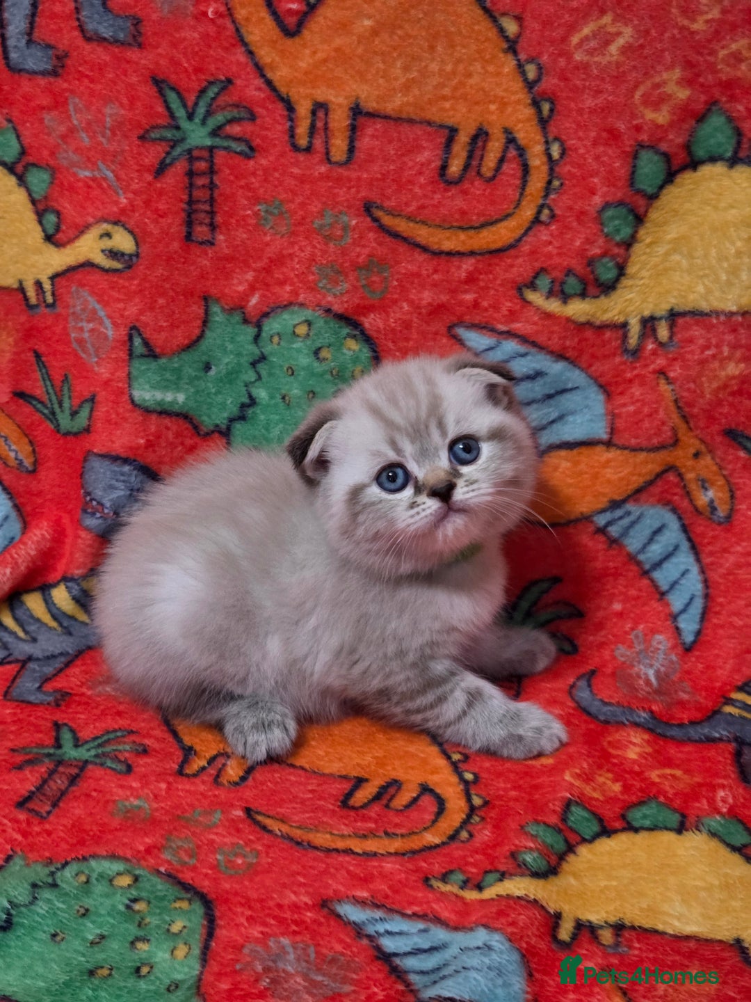 Scottish Fold cats for sale: Scottish Fold/Straight Kittens For Sale  - Image 16