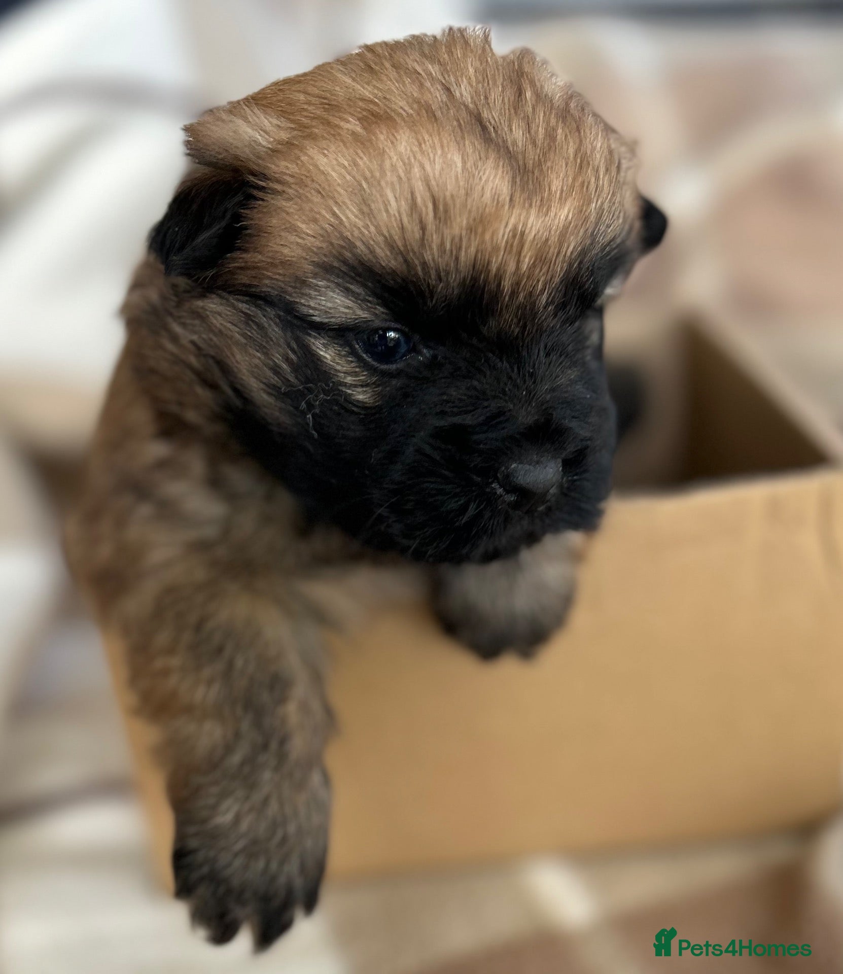 Cairn Terrier dogs for sale: Gorgeous Cairn Terrier Puppys - Advert 2