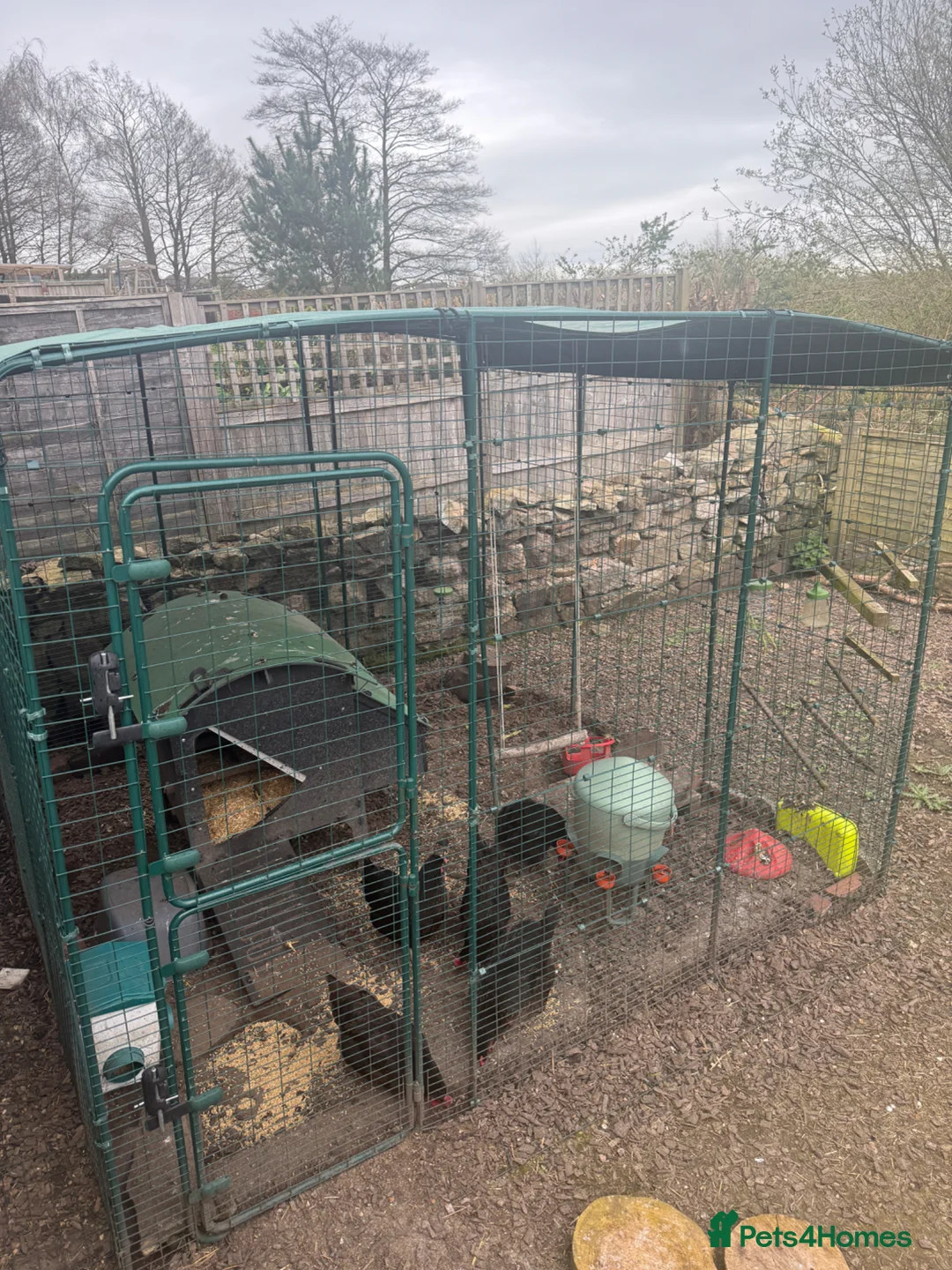 Chickens poultry for sale: 5 Black Rock Chickens  in Stoke-on-Trent - Advert 1