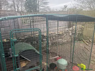 Chickens poultry 5 Black Rock Chickens - Advert 1