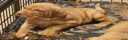 Hungarian Vizsla dogs for sale: Health checked KC reg strong Visla puppies.  - Advert 15