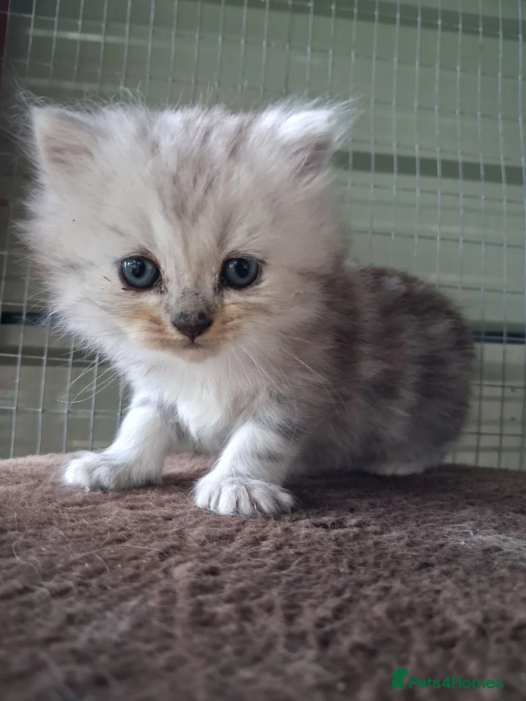 Mixed Breed cats for sale: 2 Beautiful British long hair cross kittens  - Advert 2
