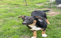 Mixed Breed dogs for adoption: 💙🐶 MAX 🐶💙 - Image 9