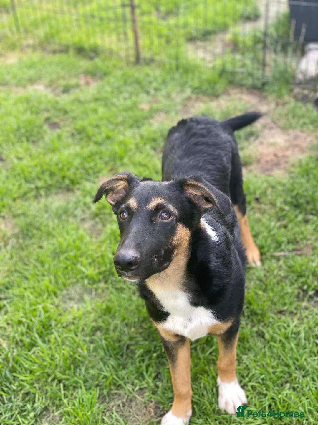 Mixed Breed dogs for adoption: 💙🐶 MAX 🐶💙 - Image 9