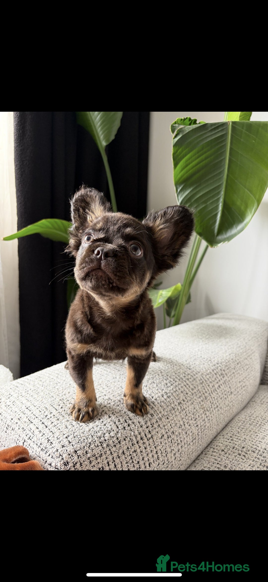 French Bulldog dogs for sale: 🚨 REDUCED to £1000 if taken this weekend🚨 - Image 6