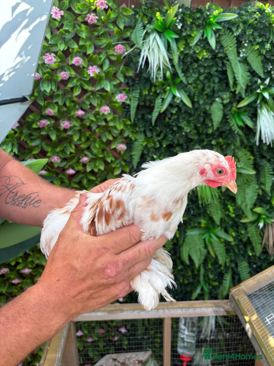 Chickens poultry for sale: 3 beautiful pekin cockerels - Advert 1