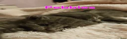 Mixed Breed cats for sale: Beautiful kittens - Advert 3