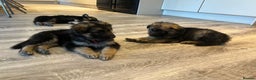German Shepherd dogs for sale: German Shepherd  - Advert 6
