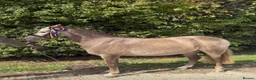 Riding pony horses for sale: Dutch show pony  - Advert 1