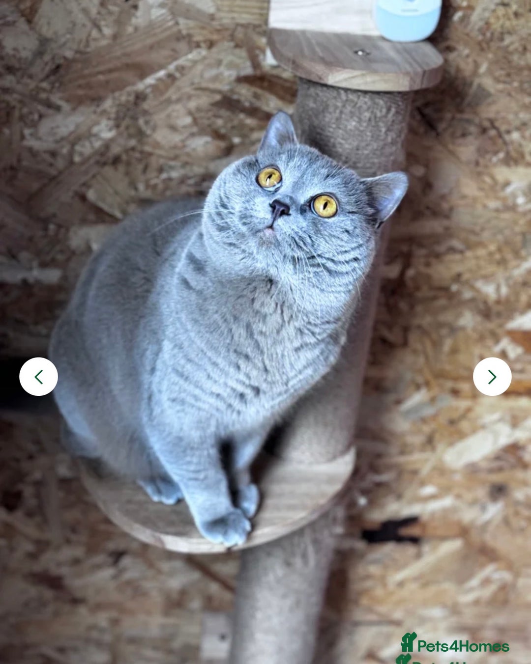 British Shorthair cats for sale: Beautiful GCCF British Shorthair Kittens - Advert 11