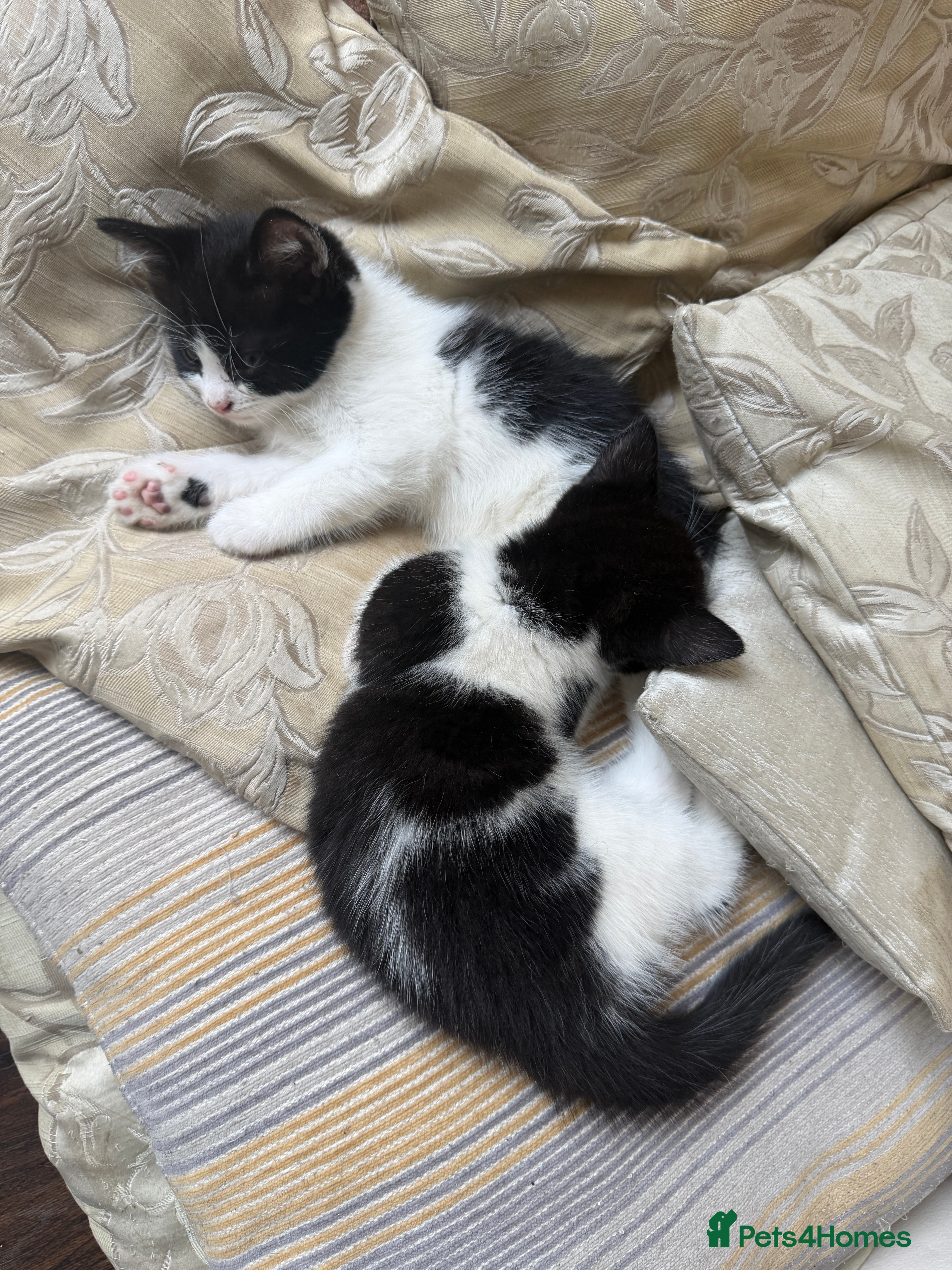 Mixed Breed cats for sale: 5 kittens for sale - Advert 2