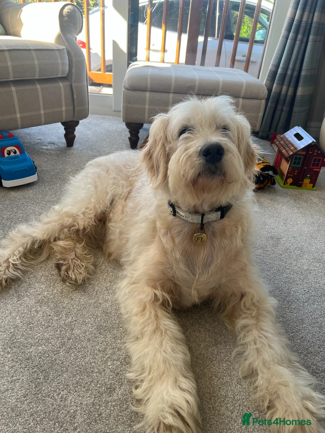 Goldendoodle dogs for sale: Beautiful F1 Goldendoodle - Advert 1