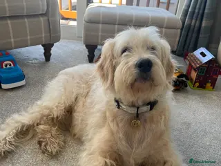 Goldendoodle dogs Beautiful F1 Goldendoodle - Advert 1