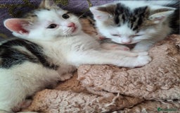 Mixed Breed cats for sale: 3 Adorable Fluffy Kittens - Image 22