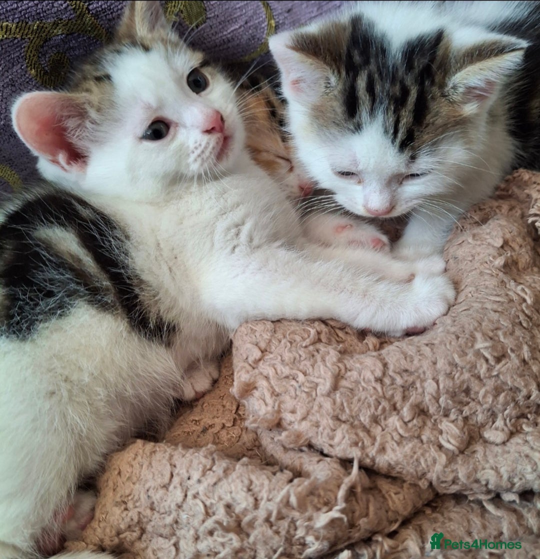 Mixed Breed cats for sale: 3 Adorable Fluffy Kittens - Image 22