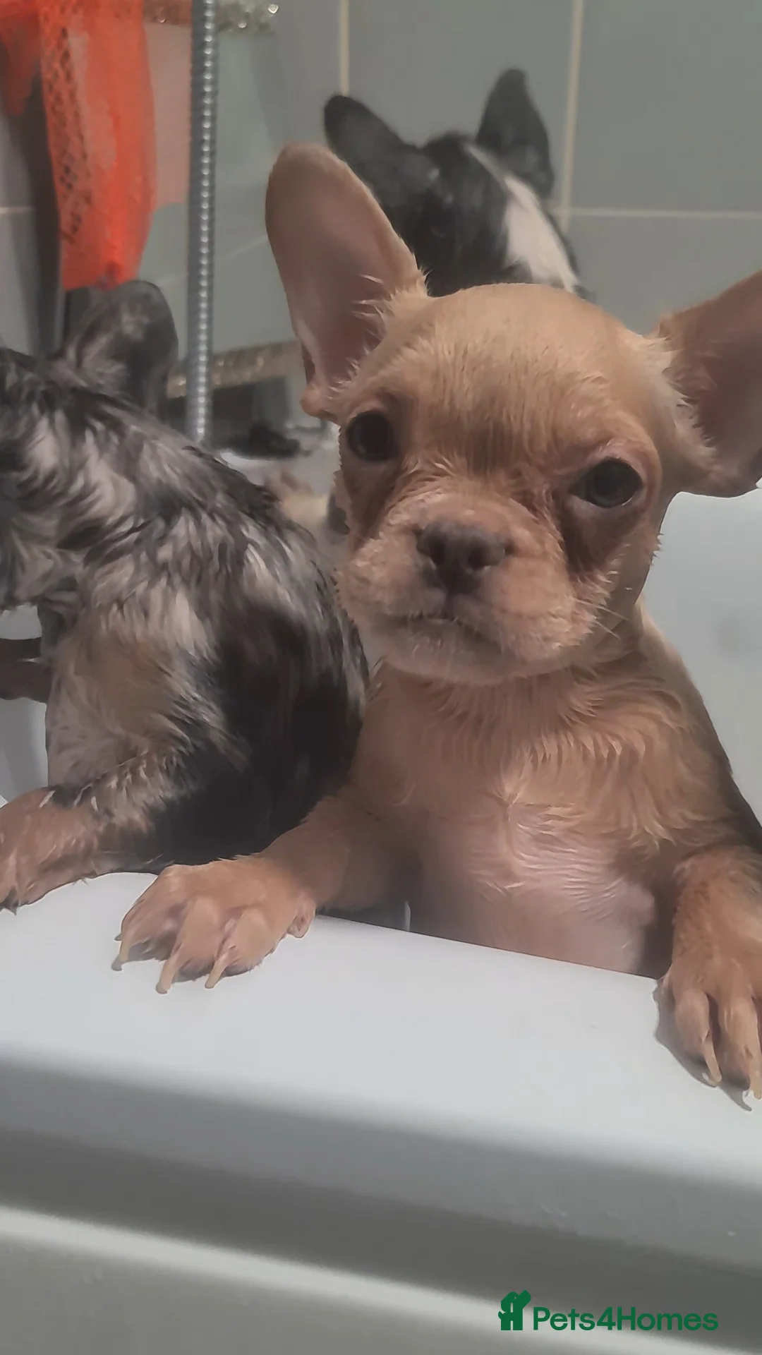 French Bulldog dogs for sale: ✨ Enchanted Frenchie Puppies Ready Now! ✨ - Advert 28