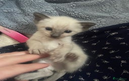 Siamese cats for sale: Beautiful Siamese Kittens 1 girl & 2 boys - Image 11