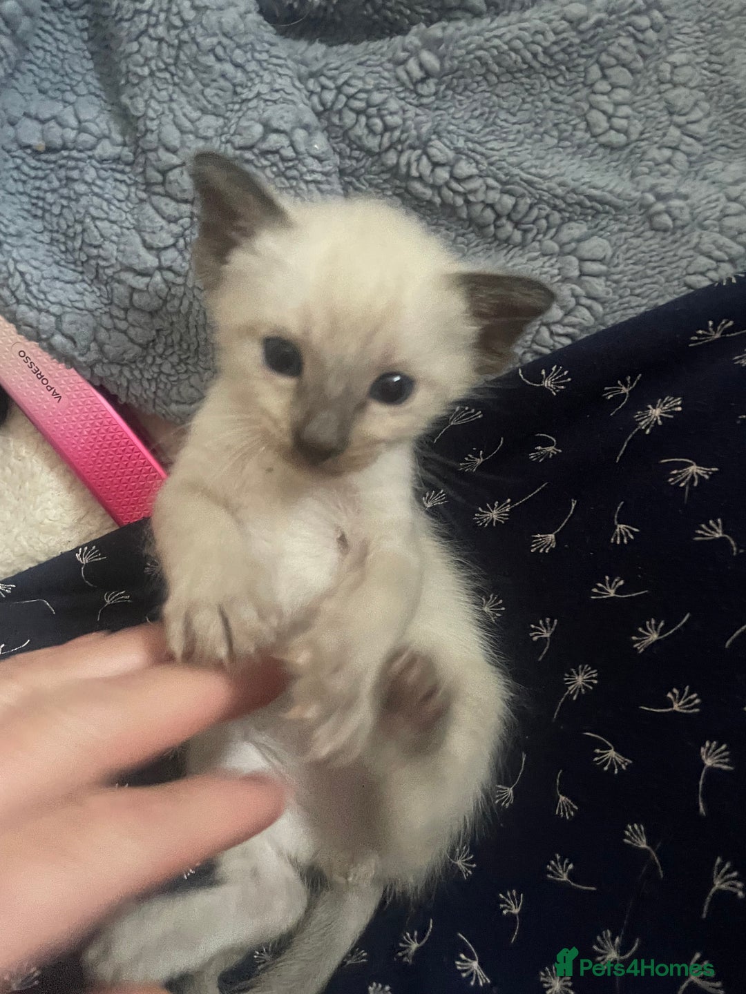 Siamese cats for sale: Beautiful Siamese Kittens 1 girl & 2 boys - Image 11