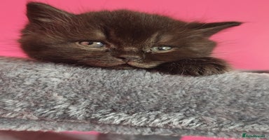 British Shorthair cats - Advert 11