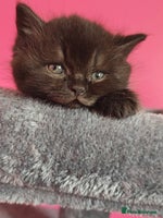 British Shorthair cats - Advert 4