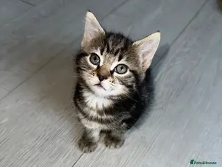 Mixed Breed cats ***READY TO GO*** Beautiful female kitten ❤️ - Advert 5