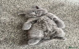 British Shorthair cats for sale: British blue - Image 1