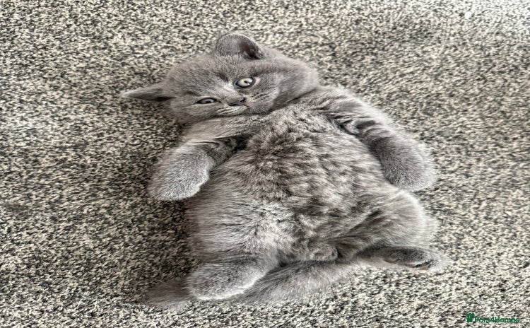 British Shorthair cats - Advert 1