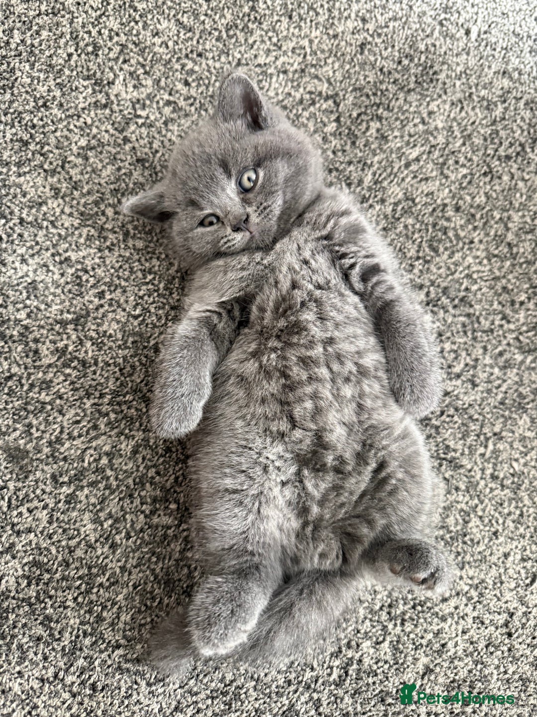 British Shorthair cats for sale: British blue - Image 1