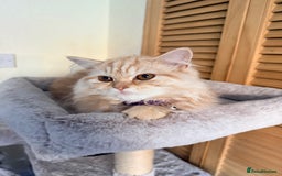 Scottish Fold cats for sale: Scottish Fold Kitten  - Image 2
