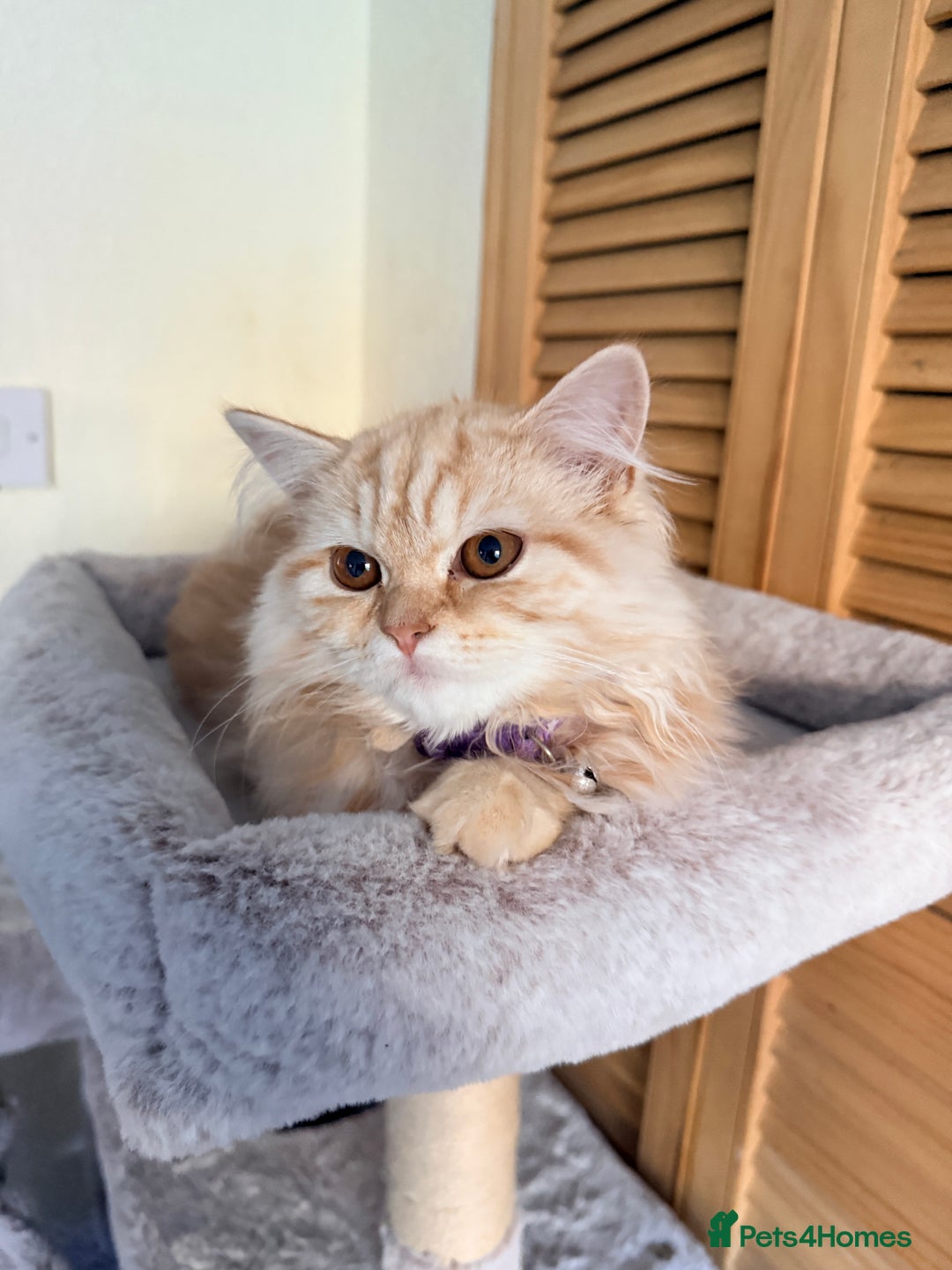 Scottish Fold cats for sale: Scottish Fold Kitten  - Image 2