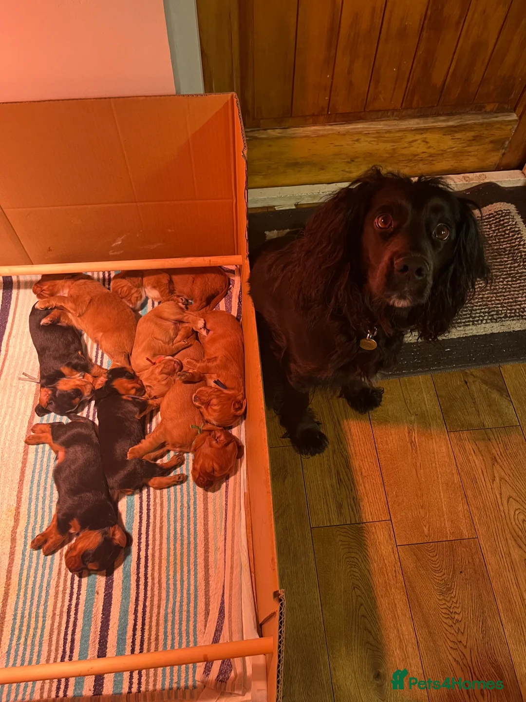 Cocker Spaniel dogs for sale: Beautiful litter of working cocker spaniel puppies - Advert 2