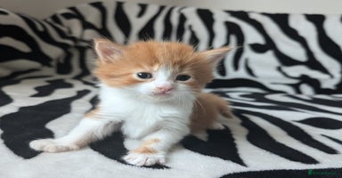 Mixed Breed cats - Advert 14