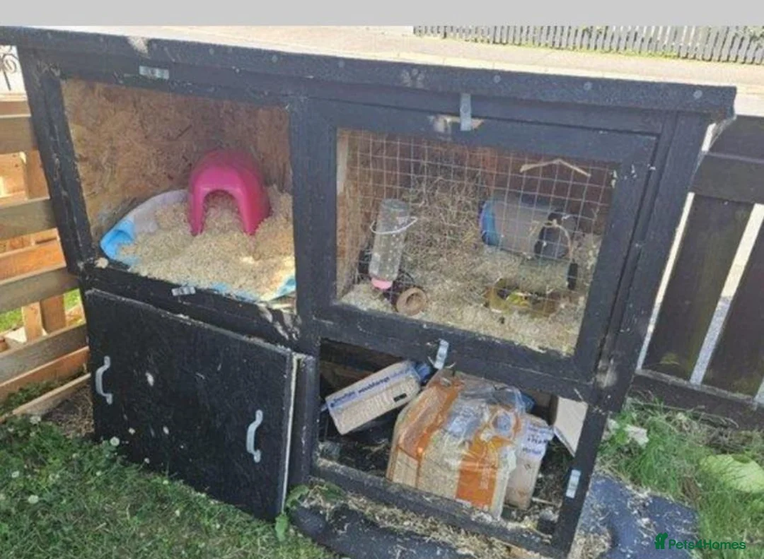 Guinea Pig rodents for sale: Two female guinea pigs in Inverness - Advert 4