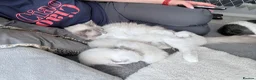 Ragdoll cats for sale: Ragdoll kittens 2 girls 1 boy - Advert 4