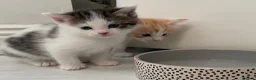 Ragdoll cats for sale: Adorable, Affectionate Part Ragdoll Kittens - Advert 33