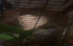Rat rodents for sale: 2 rats looking for new home  - Image 5