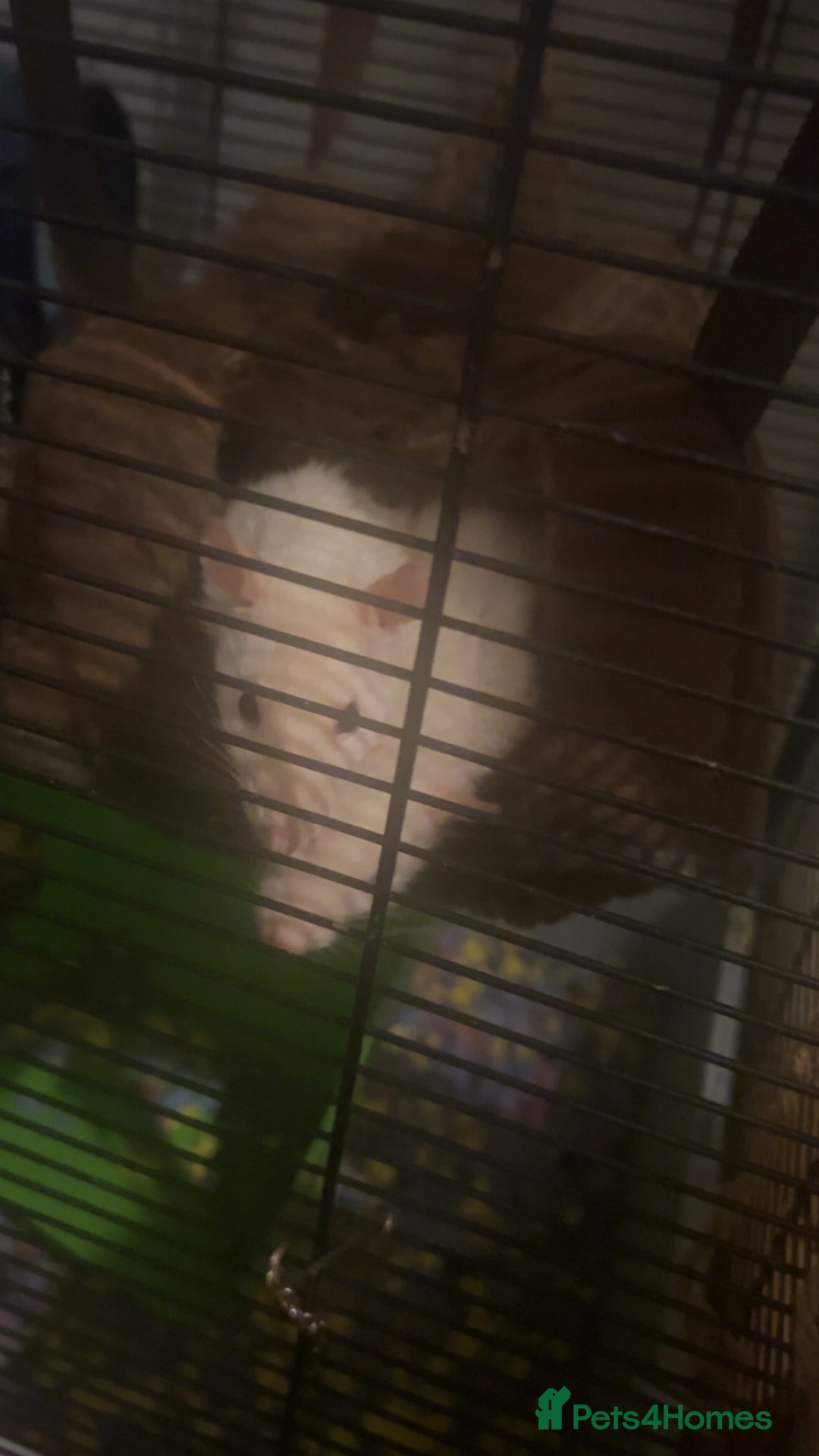 Rat rodents for sale: 2 rats looking for new home  - Image 5