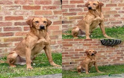 Labrador Retriever dogs for sale: KC Fox Red Labrador puppies  - Image 1